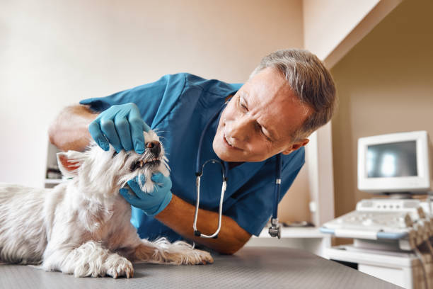 Best Emergency Broken Tooth Repair in Cape Neddick, ME